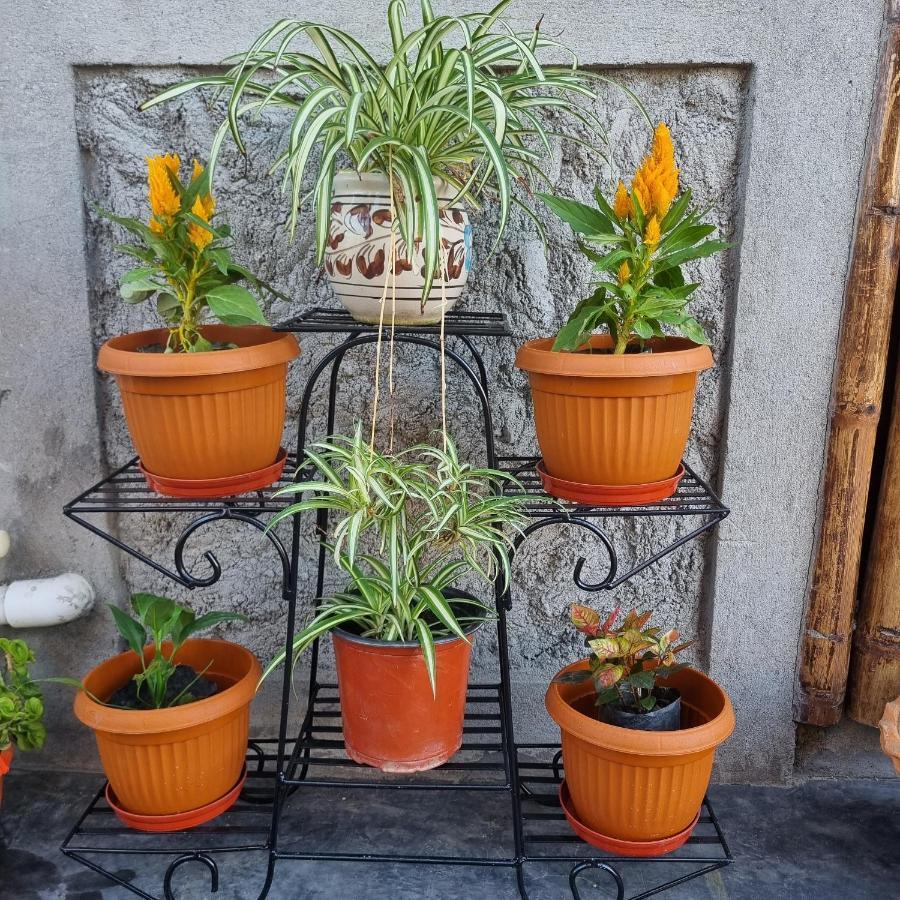 Alohi The Terrace Homestay Tezpur Экстерьер фото